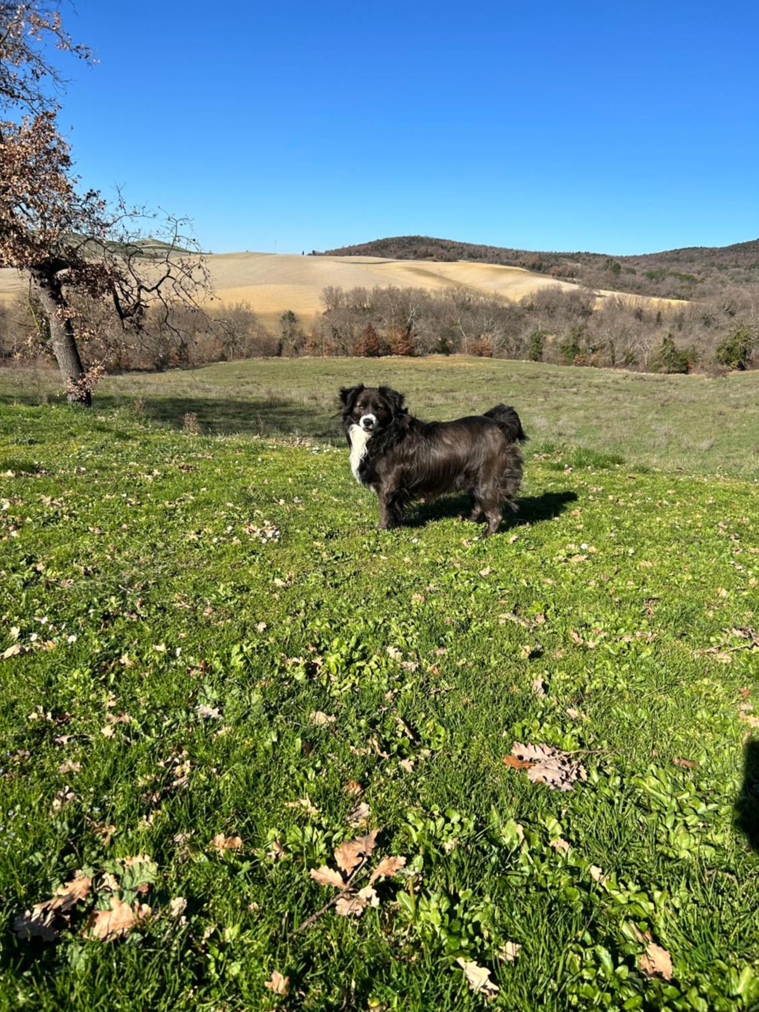 Agriturismo Bagnolo Pienza Kültér fotó